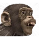 Macaco 22