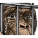 Macaco 26