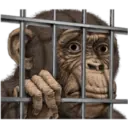 Macaco 27
