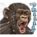 Macaco 29
