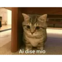 Loki en gato 2