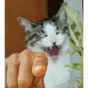 Loki en gato 3