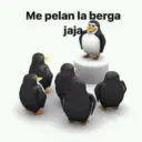 Pinguino 10