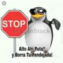 Pinguino 16