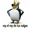 Pinguino 26