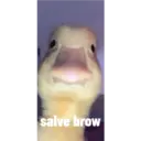 Patu 1
