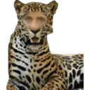 Kkkk vo me mata 6