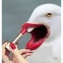 Kkkk vo me mata 13