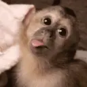 😸 MOODS DE ANIMALITOS 🐶 2