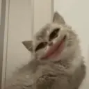 😸 MOODS DE ANIMALITOS 🐶 3