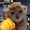😸 MOODS DE ANIMALITOS 🐶 5