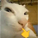 😸 MOODS DE ANIMALITOS 🐶 6