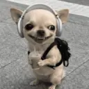 😸 MOODS DE ANIMALITOS 🐶 8