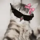 😸 MOODS DE ANIMALITOS 🐶 10