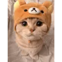 Gatto carino 1