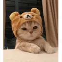 Gatto carino 2