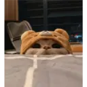 Gatto carino 3