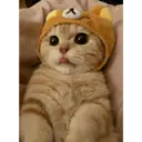 Gatto carino 4