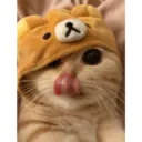 Gatto carino 6