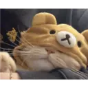 Gatto carino 7