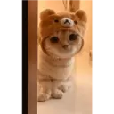 Gatto carino 8