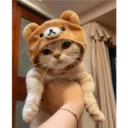 Gatto carino 9
