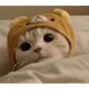 Gatto carino 10
