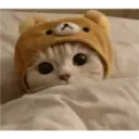 Gatto carino 11