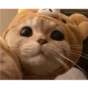 Gatto carino 12