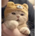 Gatto carino 13