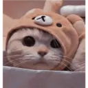 Gatto carino 15