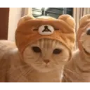 Gatto carino 16