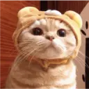 Gatto carino 17