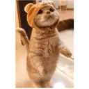 Gatto carino 18