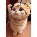 Gatto carino 19