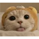 Gatto carino 20