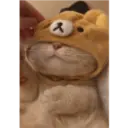 Gatto carino 21