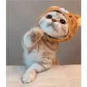 Gatto carino 22