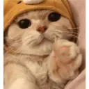 Gatto carino 23