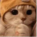 Gatto carino 24