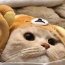 Gatto carino 25
