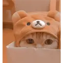 Gatto carino 26