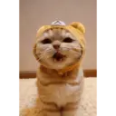 Gatto carino 27