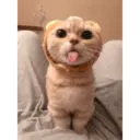 Gatto carino 28