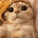 Gatto carino 29