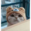 Gatto carino 30