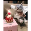 Kitty cat 2