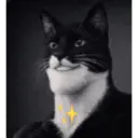 Kitty cat 24