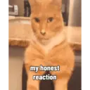Kitty cat 25