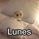 Lunes 😎 6